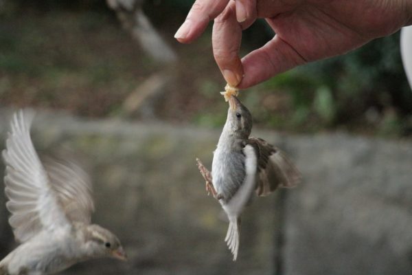 Foto eines kleinen Vogels wie er ein kleines Stückchen Brot aus einer Hand nimmt die am oberen Bildschirmrand zu sehen ist.