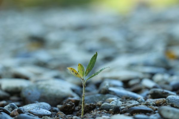 Foto eines kleinen Setzlings welcher zwischen ein paar Steinen hervorwächst. Der Setzling ist scharf im Fokus während die Steine um ihn herum verschwommen aufgenommen wurden.