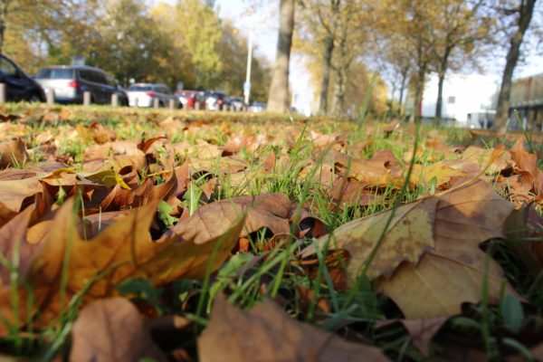 Foto von Laub das auf einer grünen Wiese liegt. Im Hintergrund stehen Bäume und geparkte Autos an einer Straße