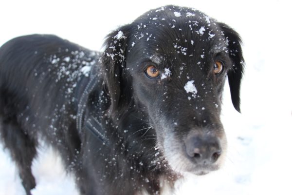 Foto eine schwarzen Hundes im Winter. Auf dem Rücken und Kopf des Hundes sind einige Schnee-Flocken zu sehen.